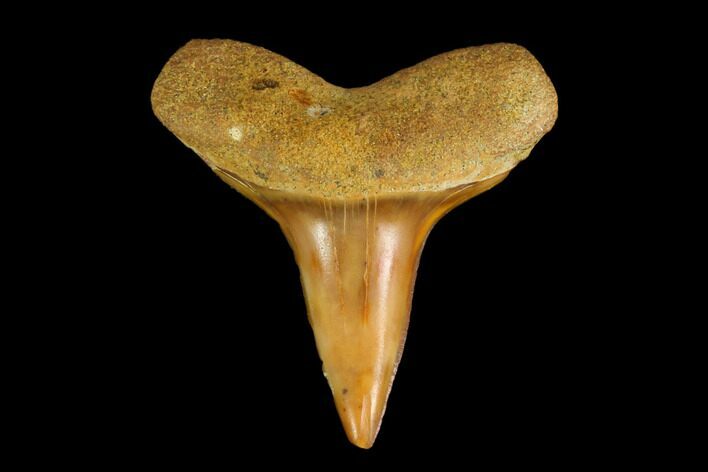 Colorful White/Mako Shark Tooth Fossil - Sharktooth Hill, CA #114051